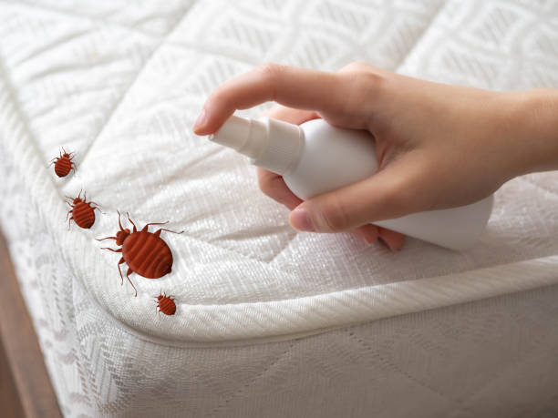 Best Emergency Pest Control  in Blacklick Estates, OH