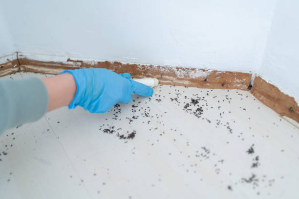 Best Wasp Removal Services  in Blacklick Estates, OH